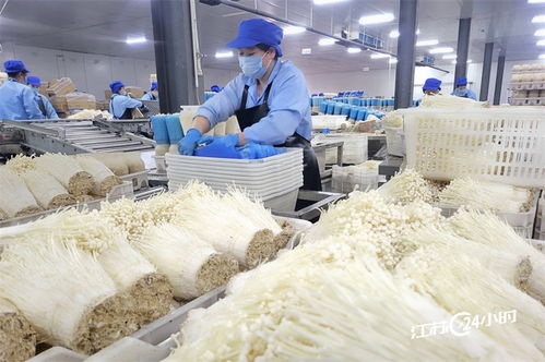 工厂化种植食用菌 高效生产，品四方市场